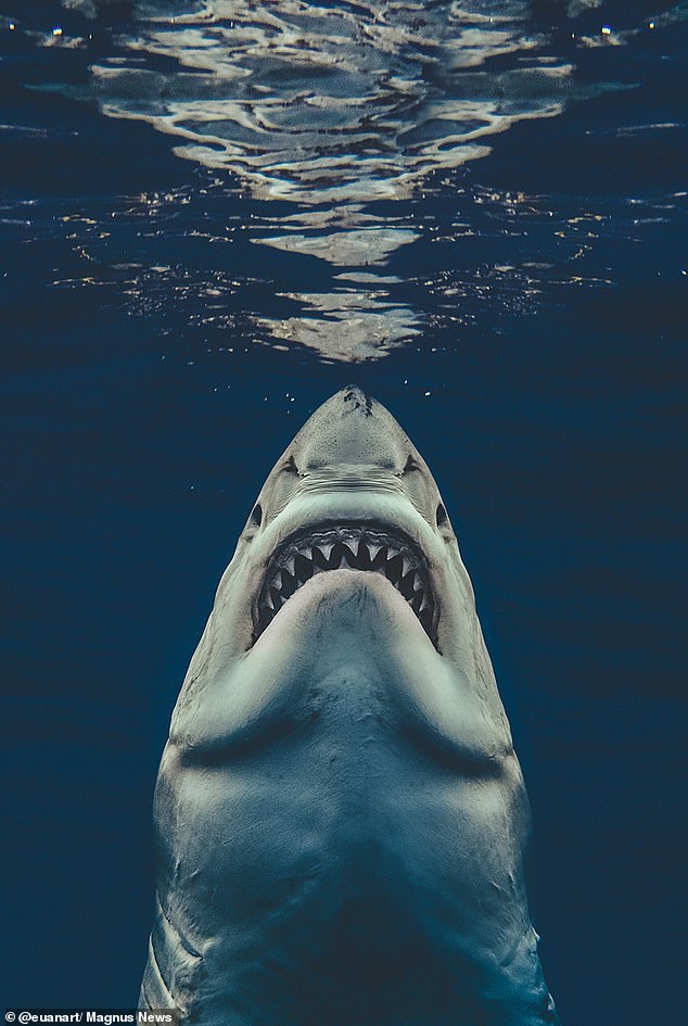 Real-Life Shark Recreates Classic 'Jaws' Poster in Viral ...